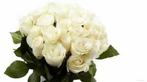 Букет из белых роз летом 2016 года, стоит ли дарить?